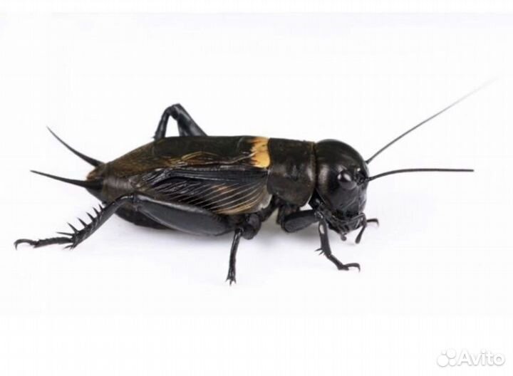 Сверчок, саранча, бражник, зофобас