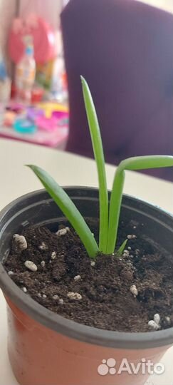 Алоэ вера растение