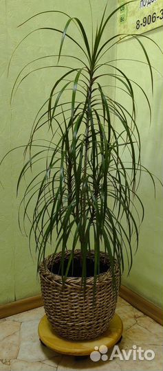 Кашпо из ротанга