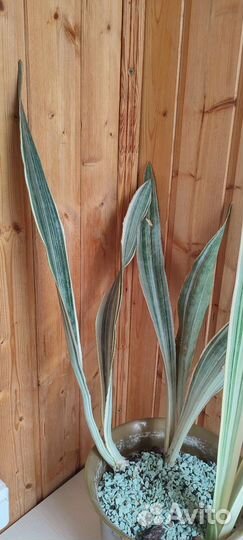 Сансивиерия металлика