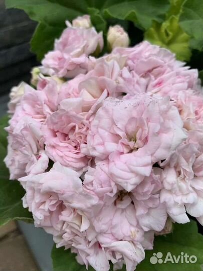 Пеларгония плющелистная, иви гибрид