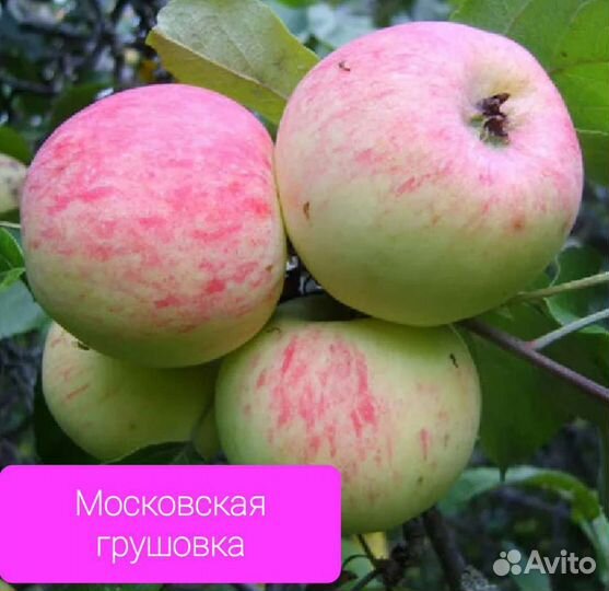 Продам саженцы яблонь 2-3летки