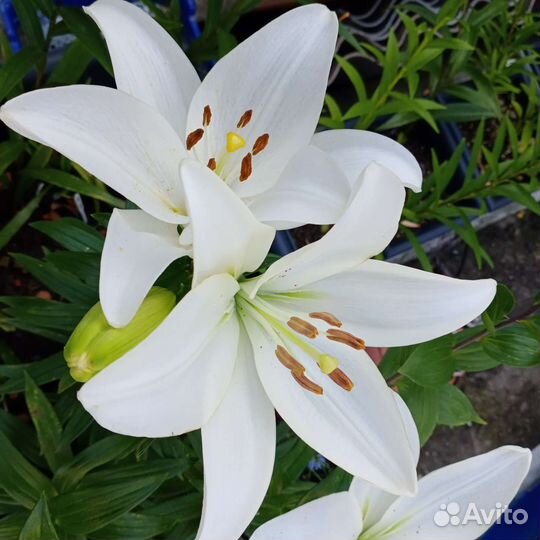 Лилия садовая