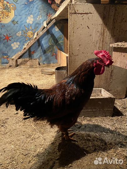 Молодые петухи