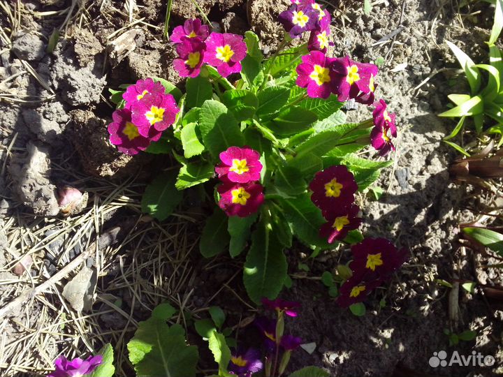 Цветы примула