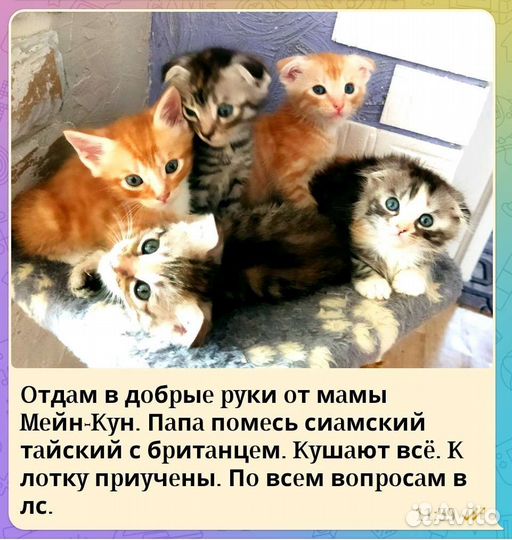 Котята от мамы мейн-кун отдам в добрые руки
