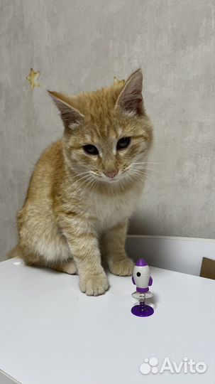 Рыжий котенок