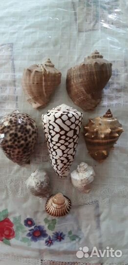 Ракушки морские