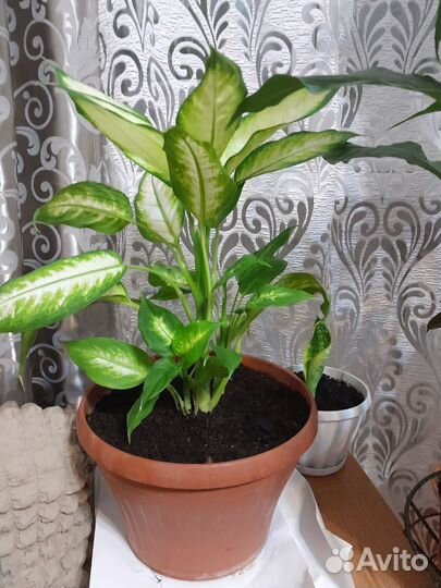 Диффенбахия