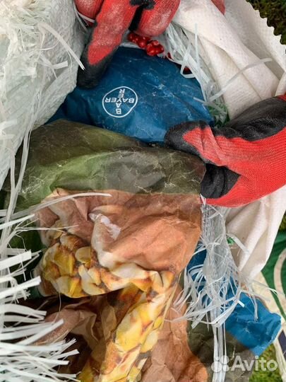 Семена подсолнечника и семена кукурузы