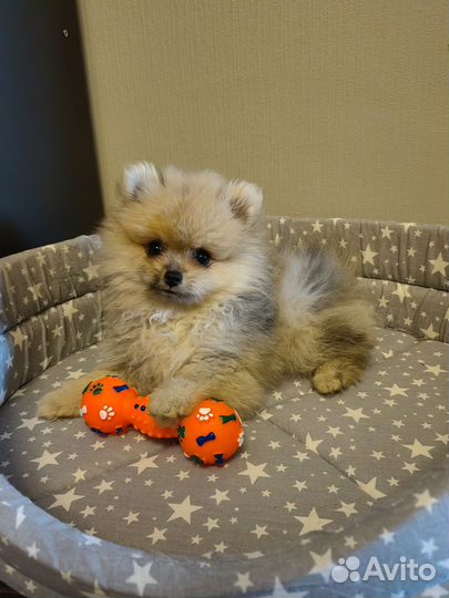 Померанский шпиц мини