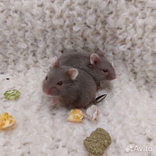 Хомячки кэмпбелла