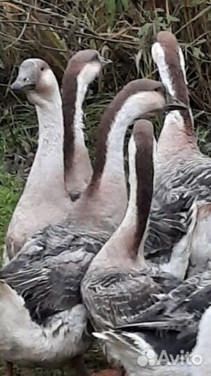 Гуси кубанске