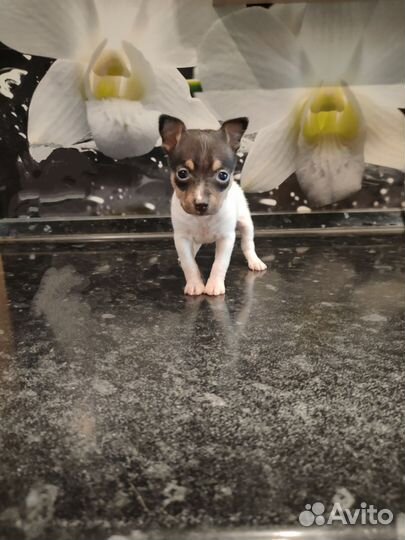 Мальчик Амертоя