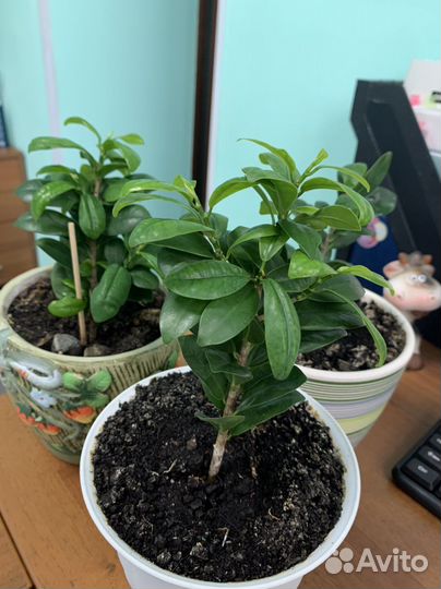 Фикус микрокарпа и клеродендрум Томсона