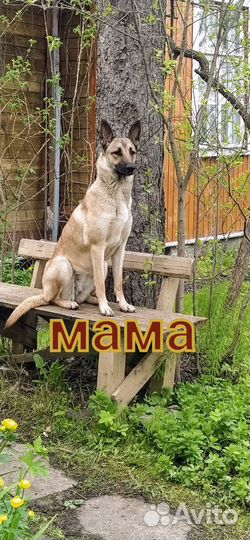 Щенки малинуа