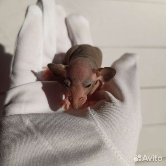 Крысята сфинкс/ лысая крыса