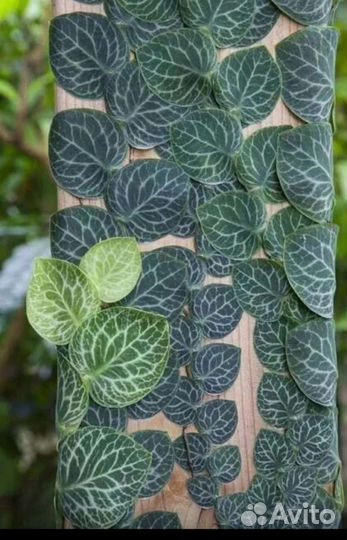 Rhaphidophora Cryptantha