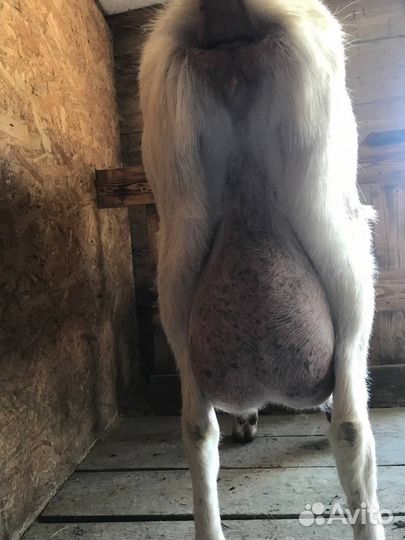 Козы дойные