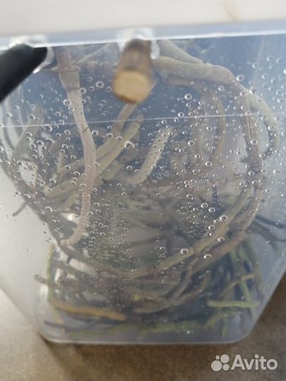 Орхидея ванда