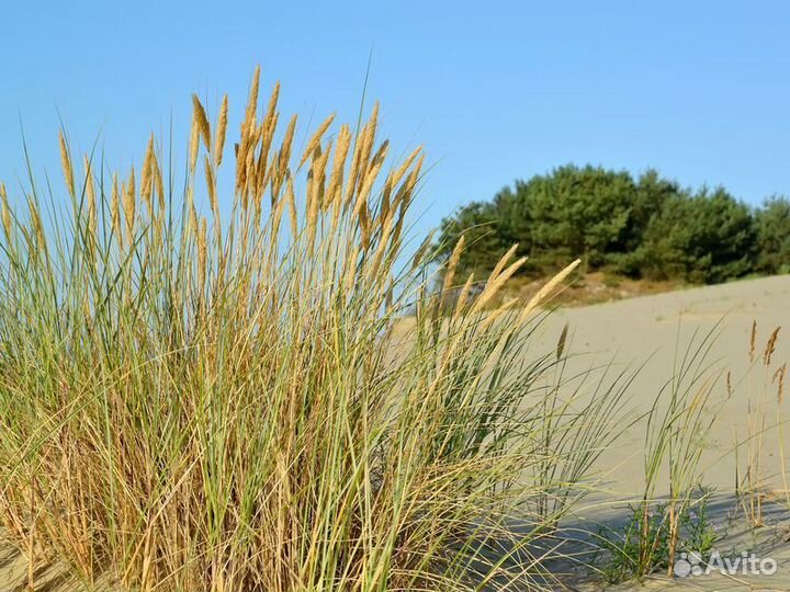 Экскурсия — Калининград — Путешествие наКуршскую к