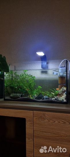 Аквариум с рыбками