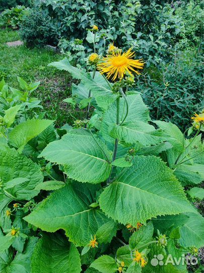 Девясил высокий