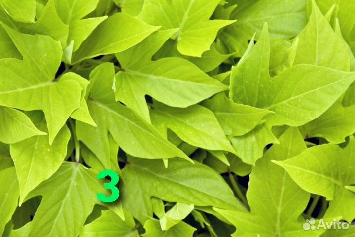 Ипомея батат декоративнолистная