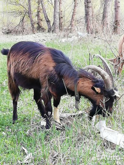 Козы и козлы на племя
