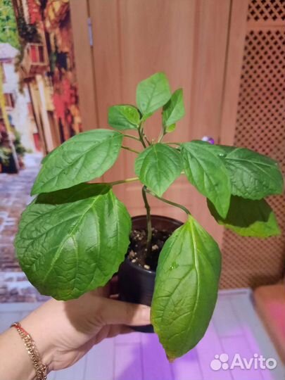 Клеродендрум филиппинский