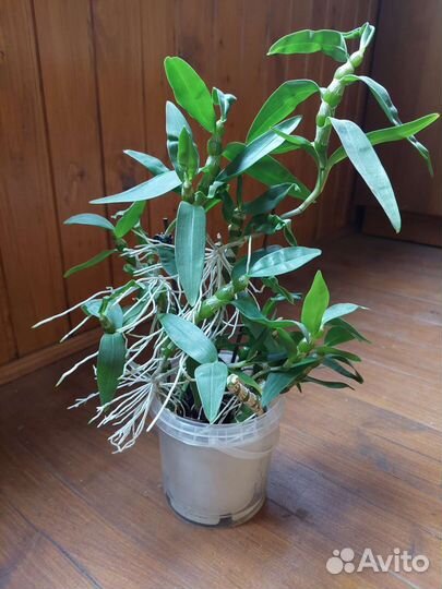 Дендробиум белый