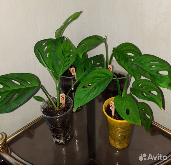 Филодендроны