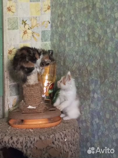 Котята Курильского бобтейла