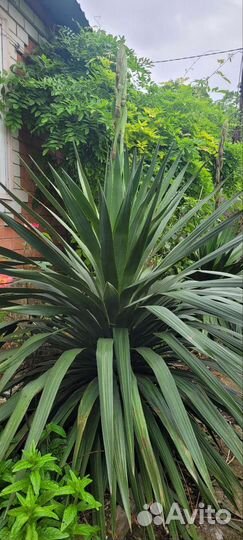 Пальма юкка