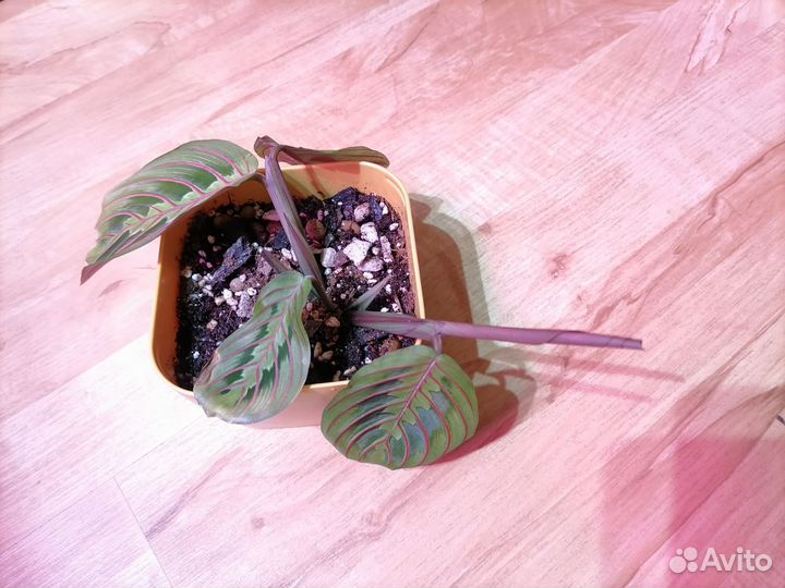 Растение Маранта Фасцинатор Триколор