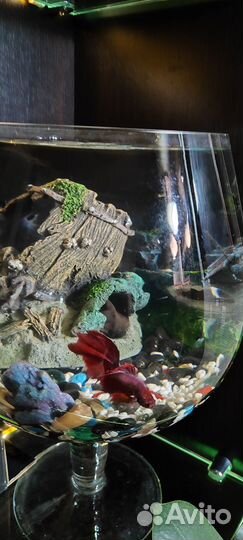 Аквариумные рыбки петушок