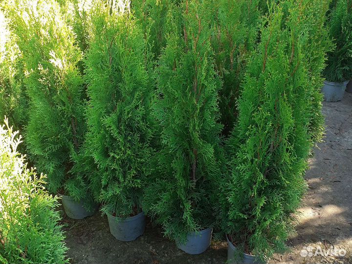 Туя Смарагд