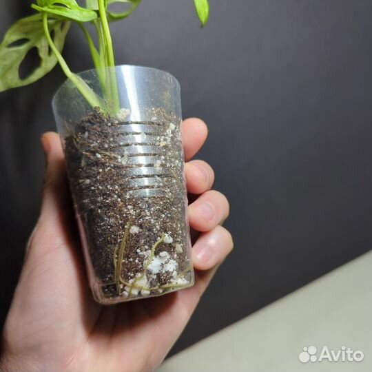 Монстера Адансони с белым варом