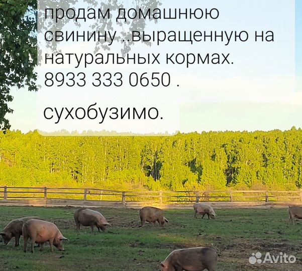 Продам мясо свинины