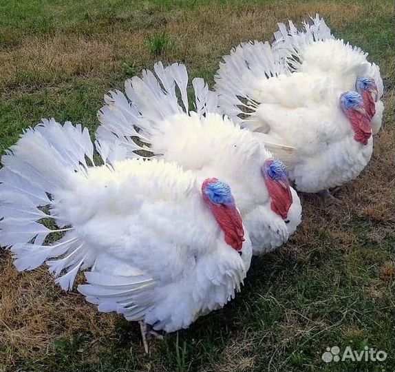 Индюки индюшата