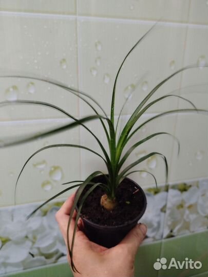 Бокарнея Нолина бутылочное дерево