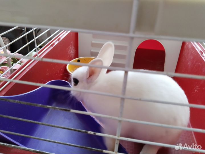 Продам кролика с клеткой по имени Зурочка