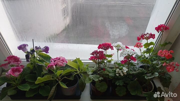 Комнатные цветы