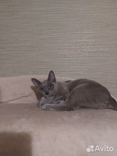 Бурманская