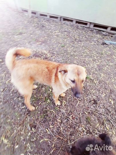 Собака в добрые руки