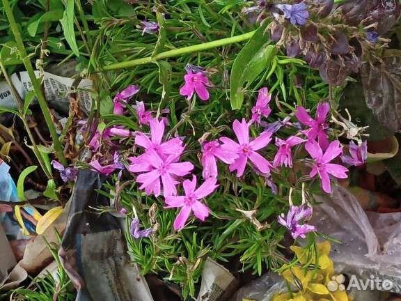 Почвопокровники. Вербейник, флокс,живучка и др