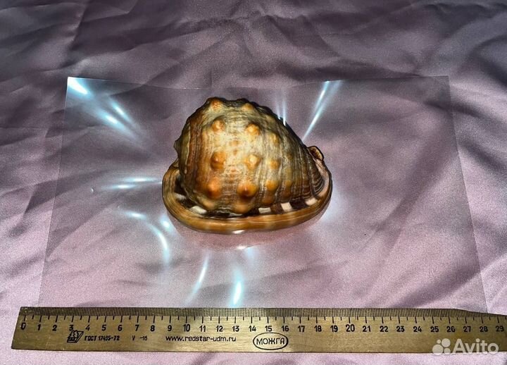 Морские ракушки раковины