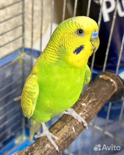 Волнистый попугай самец