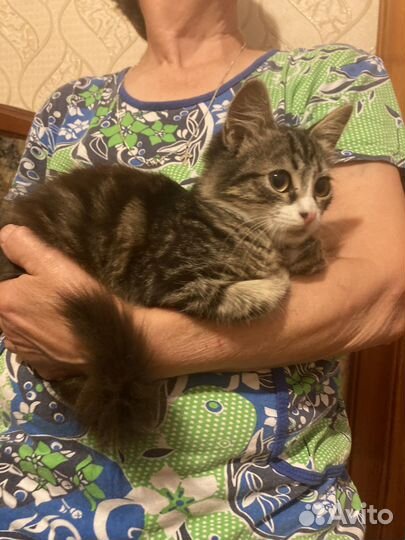 Котенок, мальчик