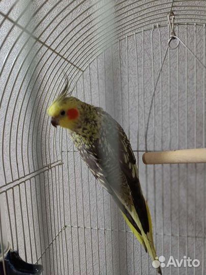 Попугай корелла-нимфа